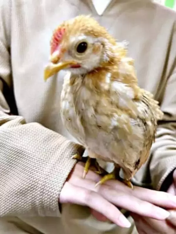 夫に内緒でニワトリを迎えた結果…8日後、バレて謝罪→なぜか大爆笑！？　世界最小ニワトリと妻、子どものドタバタ劇が国内外で話題