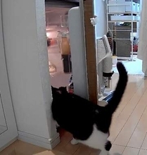 はぁ～暑い暑い…冷蔵庫の扉を自分で開けて勝手に涼むおっさん猫が発見される　「賢い！」「酷暑にぴったりの避暑地」と反響
