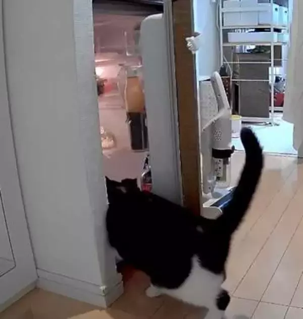 はぁ～暑い暑い…冷蔵庫の扉を自分で開けて勝手に涼むおっさん猫が発見される　「賢い！」「酷暑にぴったりの避暑地」と反響