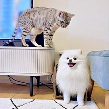 猫が突然の「理不尽パンチ」！ 笑顔の兄犬を襲った爆笑ハプニングにSNS沸く　「まぁ猫様なので」「だがそれが良い」「ふたりともかわいいね」