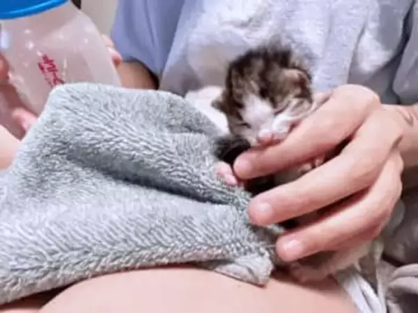 猛暑の草むらに生後0日の子猫が！「絶対に死なせない」　必死の看病で救われた小さな命がくれた、かけがえのない幸せ