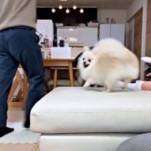 「どんどん加速する犬をご覧ください」　高速回転するポメラニアンに「羽生結弦さんみたい」「そのうち飛びそう」