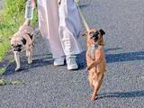 「人間みたいに二足立ちで軽やかに散歩する犬　ステップを踏むような姿に「楽しそうにもほどがある」「阿波踊り？」「浮世絵の猫みたい」」の画像1