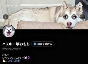 「絶妙に隠れてる…」XのGrokアイコン&検索アイコンが愛犬の目にミラクルフィット！ 「腹よじれるほど笑った」「メガネをかけてるみたい」