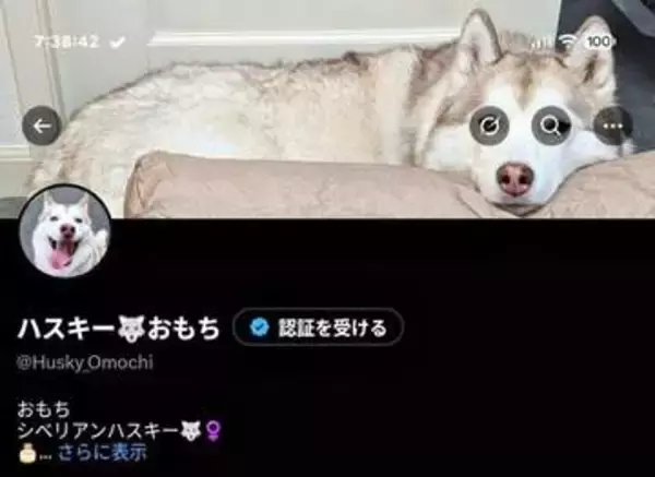 「絶妙に隠れてる…」XのGrokアイコン&検索アイコンが愛犬の目にミラクルフィット！ 「腹よじれるほど笑った」「メガネをかけてるみたい」