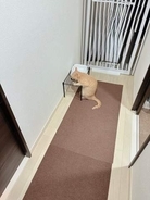 台に手をついて水を飲む猫さん、毎朝のルーティン姿に「カウンターで蕎麦食べてるサラリーマン」みたい