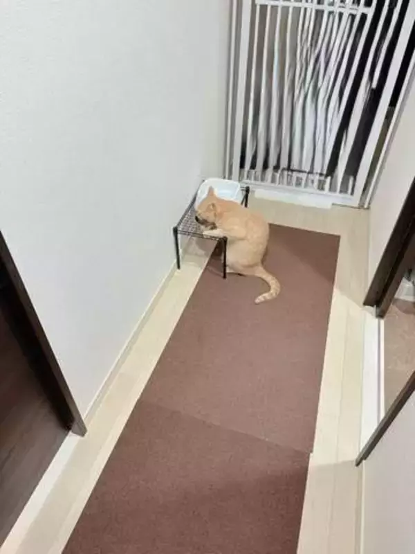台に手をついて水を飲む猫さん、毎朝のルーティン姿に「カウンターで蕎麦食べてるサラリーマン」みたい