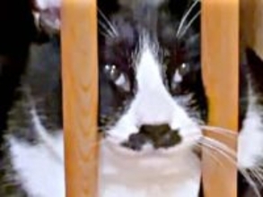 「とじこめられたッ」！？椅子の向こうで目を閉じる猫　全貌判明の瞬間に130万再生「かわいすぎて息できない」