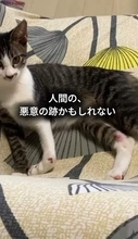 一体誰が……脚が不自然に変形し、人間不信に陥った保護猫→保護団体で絆深め、膝の上ですやすや→優しい里親に引き取られ、窓辺で帰り待つ穏やかな日々