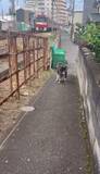 「電車が大好きな柴犬、いつも見えなくなるまで「追い鉄」→運転士は「ファーン」と警笛ひとつ「京急電鉄さん粋なことしてくれる」」の画像1