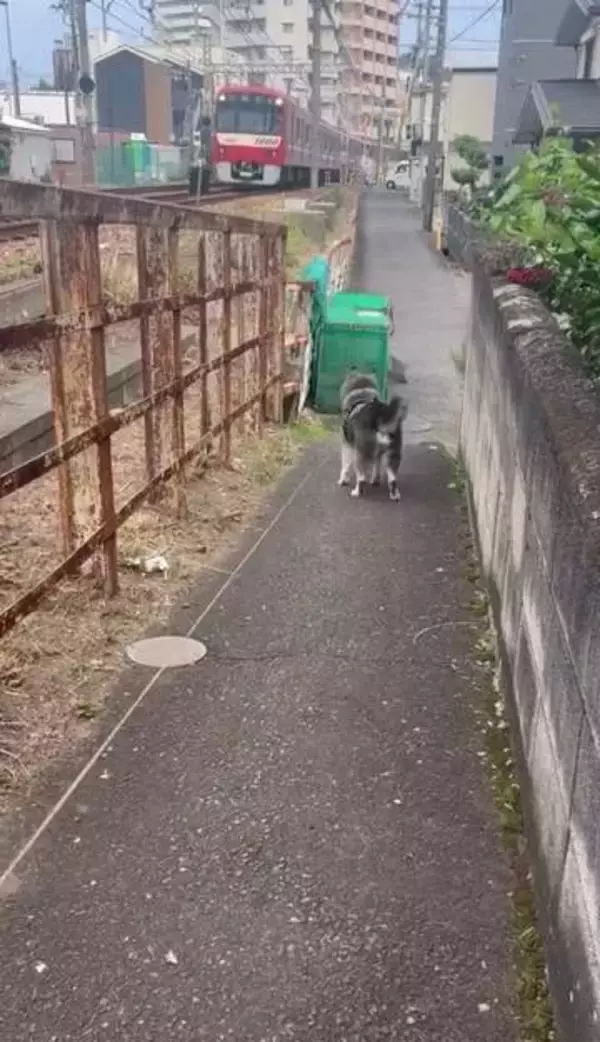 電車が大好きな柴犬、いつも見えなくなるまで「追い鉄」→運転士は「ファーン」と警笛ひとつ「京急電鉄さん粋なことしてくれる」