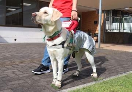 中学生が「空き缶」を集めて寄付……30年間で600万円に　盲導犬の育成費に「長期間続けてくれてありがたい」