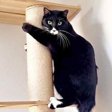「爪切りってわかった瞬間これ！」→キャットタワーに駆け登って抵抗　　猫の表情に「人が入ってる？」「切られてたまるかって感じ」
