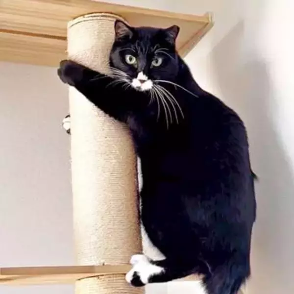 「爪切りってわかった瞬間これ！」→キャットタワーに駆け登って抵抗　　猫の表情に「人が入ってる？」「切られてたまるかって感じ」