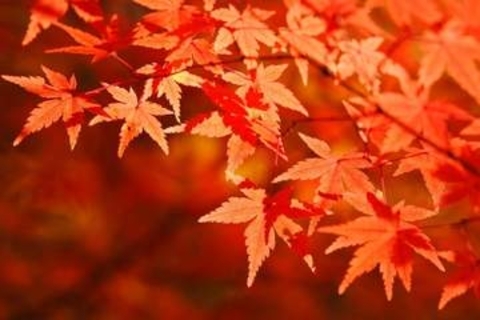 【全国1741自治体から厳選】2026年の穴場紅葉スポットTOP30　2位は岩手県「八幡平市」、1位は？