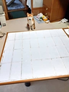 貼りたて障子の前に座る柴犬に緊張感「走り抜けそう！」…果たして、無事に張り替えられたのか？