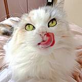 「前足なめる→頭をなでる…順番のはずが！？ 猫さま、毛づくろい中に舌が先に出る“手順ミス”「癒やされる」「笑った」と3万人悶絶」の画像1