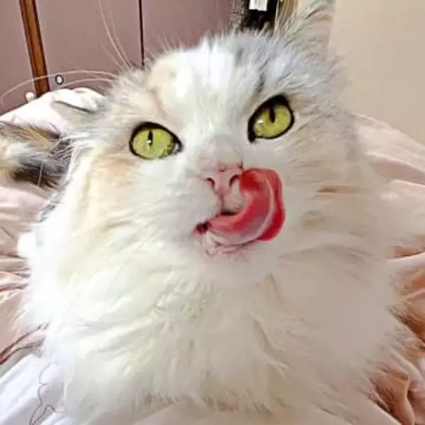 前足なめる→頭をなでる…順番のはずが！？ 猫さま、毛づくろい中に舌が先に出る“手順ミス”「癒やされる」「笑った」と3万人悶絶