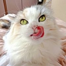 前足なめる→頭をなでる…順番のはずが！？ 猫さま、毛づくろい中に舌が先に出る“手順ミス”「癒やされる」「笑った」と3万人悶絶