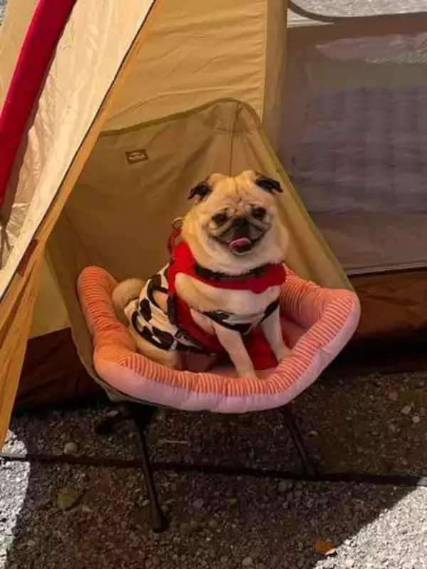「キャンプ来て喜ぶ」犬さんが、30分後に……「小さい子供と一緒」「お家帰りたいって顔」と話題に