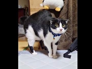 朝5時に起きた飼い主を“不審者”扱い　愛猫が「やんのかポーズ」で固まる姿に「お前はだれだ？」「めっちゃ警戒してる笑」と反響