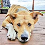 「撫でる手を止めると…元保護犬が前足で「もっと」と催促　多頭飼育崩壊から救い出され、家族と交わす控えめな「甘え」のしぐさ」の画像1