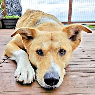 撫でる手を止めると…元保護犬が前足で「もっと」と催促　多頭飼育崩壊から救い出され、家族と交わす控えめな「甘え」のしぐさ