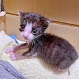 「「生き延びれないと思ってた」生後1カ月で102グラムだった子猫が1歳に　即席「湯たんぽ」でつないだ命…立派に成長した姿に4.9万人感動」の画像1