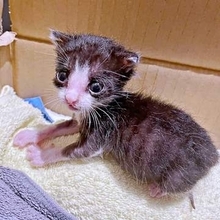 「生き延びれないと思ってた」生後1カ月で102グラムだった子猫が1歳に　即席「湯たんぽ」でつないだ命…立派に成長した姿に4.9万人感動