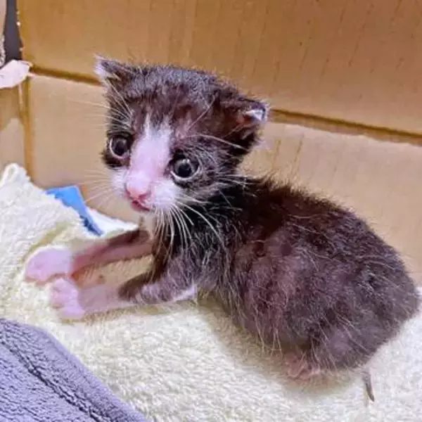 「生き延びれないと思ってた」生後1カ月で102グラムだった子猫が1歳に　即席「湯たんぽ」でつないだ命…立派に成長した姿に4.9万人感動