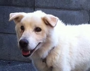 殺処分で、真っ暗な地下室にいたシニア犬を救出→日光を浴び、笑顔を取り戻して歩けるように