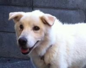 殺処分で、真っ暗な地下室にいたシニア犬を救出→日光を浴び、笑顔を取り戻して歩けるように