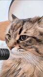 「マイクで愛猫にインタビュー「今の気分は？」→猫「フンゴロフンゴロ」ASMR化熱望の声「絶対なんか良い脳波でる」」の画像1