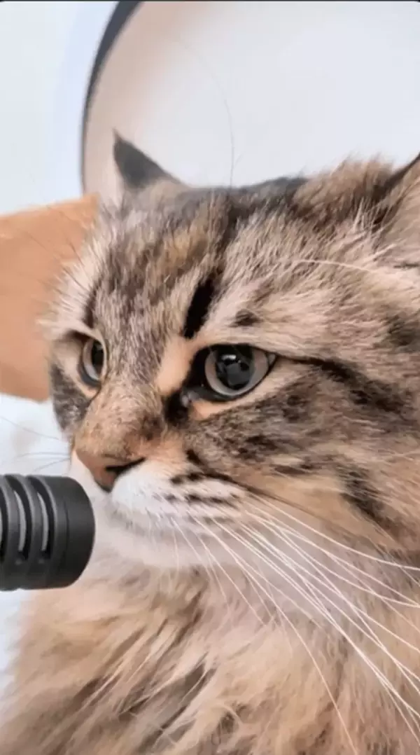 マイクで愛猫にインタビュー「今の気分は？」→猫「フンゴロフンゴロ」ASMR化熱望の声「絶対なんか良い脳波でる」