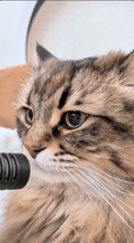 マイクで愛猫にインタビュー「今の気分は？」→猫「フンゴロフンゴロ」ASMR化熱望の声「絶対なんか良い脳波でる」