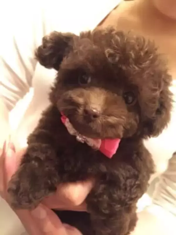 10歳を迎えた犬の姿に大反響「お伽話の王様かバイキング王みたい…」飼い主さんのカットの腕前に「愛されてきた10年が詰まってる」