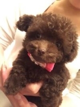 10歳を迎えた犬の姿に大反響「お伽話の王様かバイキング王みたい…」飼い主さんのカットの腕前に「愛されてきた10年が詰まってる」