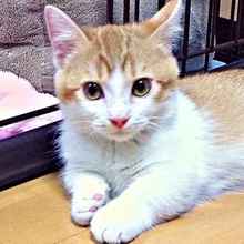 「11年経つと貫禄が違います」子猫時代と現在のビフォーアフター姿に1.7万件超いいね　「どっちも違ってかわいい」「まんまるとしましたね」