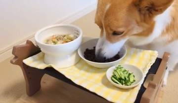 犬にご飯を3皿、出したら…「大好きなキュウリ、先に食べるのか？」飼い主さんが実験→驚きの結果に！