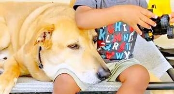 12歳の愛犬に変化　1歳息子の膝で甘える初めて見せる姿に反響　これまで「見守る立場」だったのに…「頭ポンポンが愛に満ちている」「尊…」