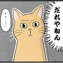 「ウチで猫の世話しませんか？」友人からの突然のオファー　初日のエサ拒否から始まった2匹とのファンタスティックな9日間【漫画】