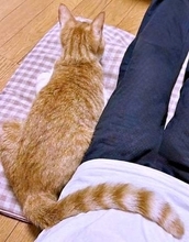 飼い主のお腹に尻尾をそっとポン…背中を向けた猫のさりげない甘え方！　「しっぽで寄り添うのかわいい」「心許してる」