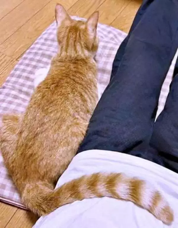 飼い主のお腹に尻尾をそっとポン…背中を向けた猫のさりげない甘え方！　「しっぽで寄り添うのかわいい」「心許してる」