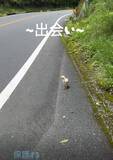「田舎道を夫婦でドライブ　道路脇で目にした小さな命　印象を180度変えた「こめり」との出会い」の画像1
