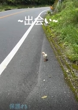 田舎道を夫婦でドライブ　道路脇で目にした小さな命　印象を180度変えた「こめり」との出会い