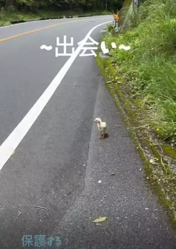 田舎道を夫婦でドライブ　道路脇で目にした小さな命　印象を180度変えた「こめり」との出会い