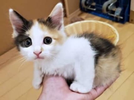 「子猫の声がする！」 車にできた人だかり…　猫バンバンで救われた小さな三毛猫　今はお店の“招き猫”に