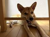 「保健所で生まれた子犬、母乳を飲む力がなく→スポイトミルクで命を繋ぎ、男3兄弟の妹として溺愛される存在に」の画像1
