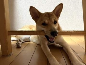 保健所で生まれた子犬、母乳を飲む力がなく→スポイトミルクで命を繋ぎ、男3兄弟の妹として溺愛される存在に