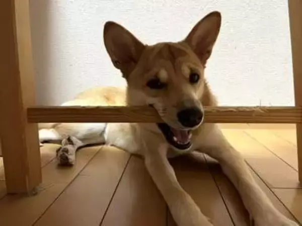 保健所で生まれた子犬、母乳を飲む力がなく→スポイトミルクで命を繋ぎ、男3兄弟の妹として溺愛される存在に